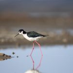 中文字幕无码中文字幕有码 1wz81