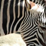 中国妇女毛茸茸黑茸茸 fu56qu723d