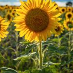 久久香蕉国产免费天天 jq2p7k11mp