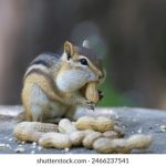 中国老头和老妇TUBEPOM qd2pua