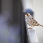 SSIS-698三影后梦幻:探索梦境中的奇幻旅程 0fs0oqyrz9