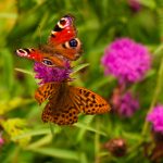 ssis698三上登录:全面解析登录流程与常见问题解决方案 lq6e4